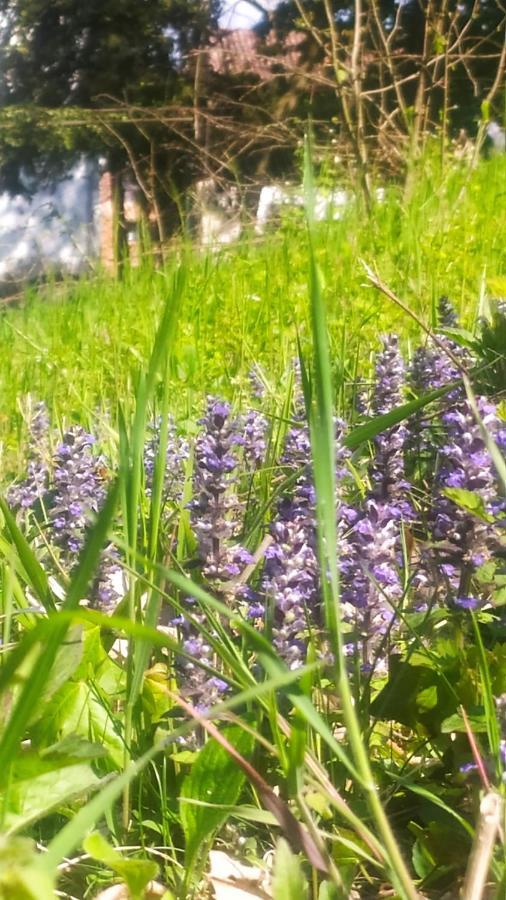 B&B La Semplice Nel Verde Asti Luaran gambar