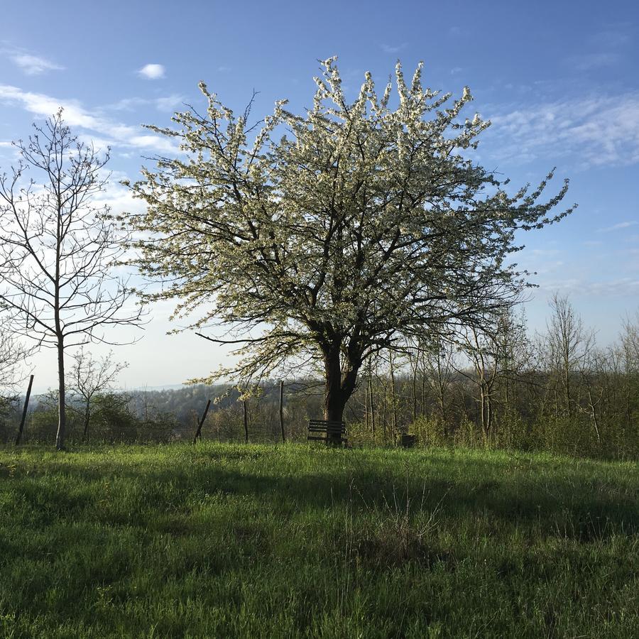 B&B La Semplice Nel Verde Asti Luaran gambar